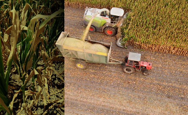 collage maiz El desafío del picado de forrajes en tiempos de sequía